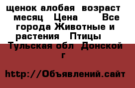 щенок алобая .возраст 1 месяц › Цена ­ 7 - Все города Животные и растения » Птицы   . Тульская обл.,Донской г.